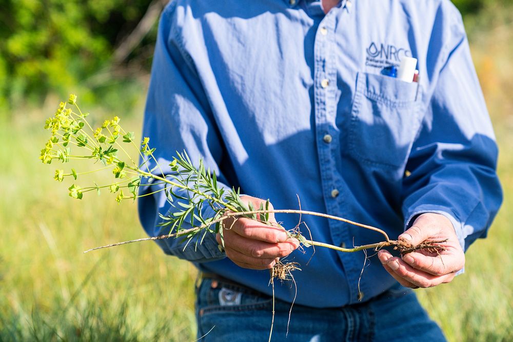 NRCS Rangeland Management Specialist Jim Olson. Noxious weed Leafy Spurge is a deep rooted perennial that takes over…