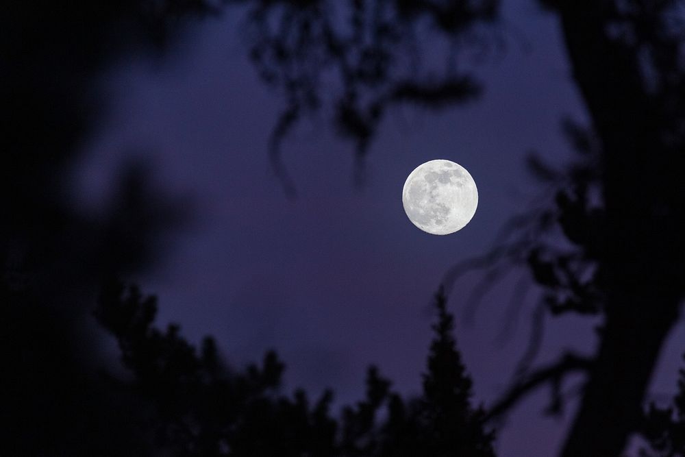 Moonrise through the trees.