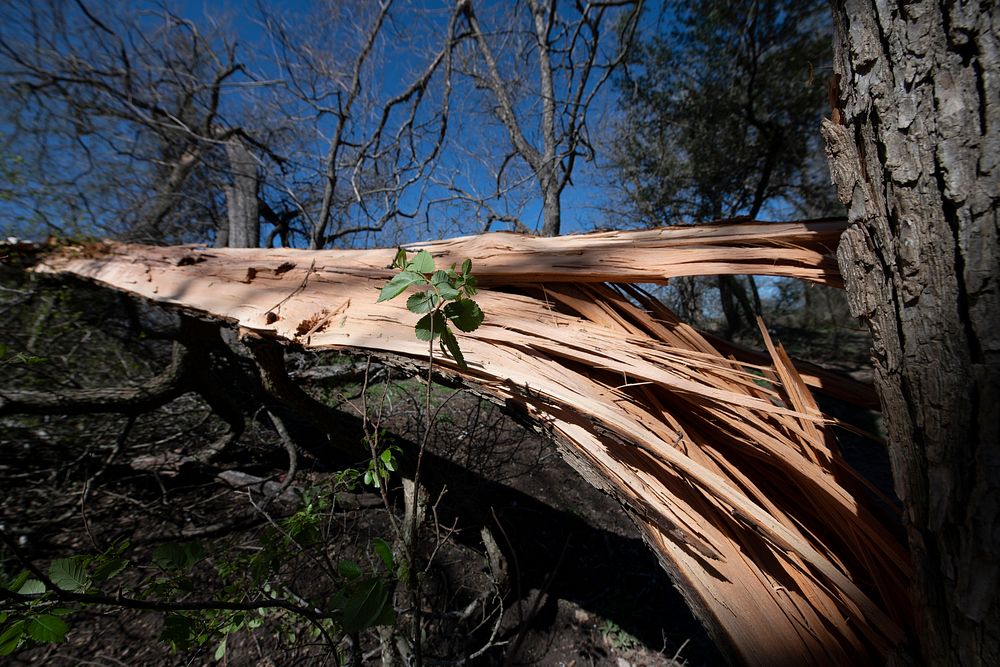 Yesterday, a suspected tornado downed and damaged trees near Kingsbury, TX on March 22, 2022. USDA Media by Lance Cheung.