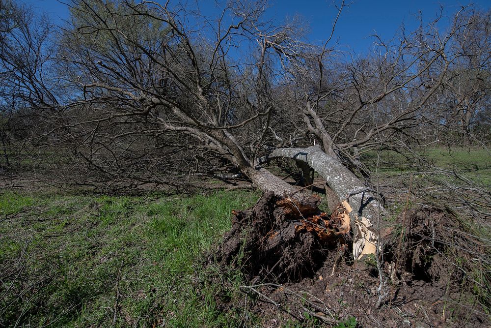Yesterday, a suspected tornado downed and damaged trees near Kingsbury, TX on March 22, 2022. USDA Media by Lance Cheung.