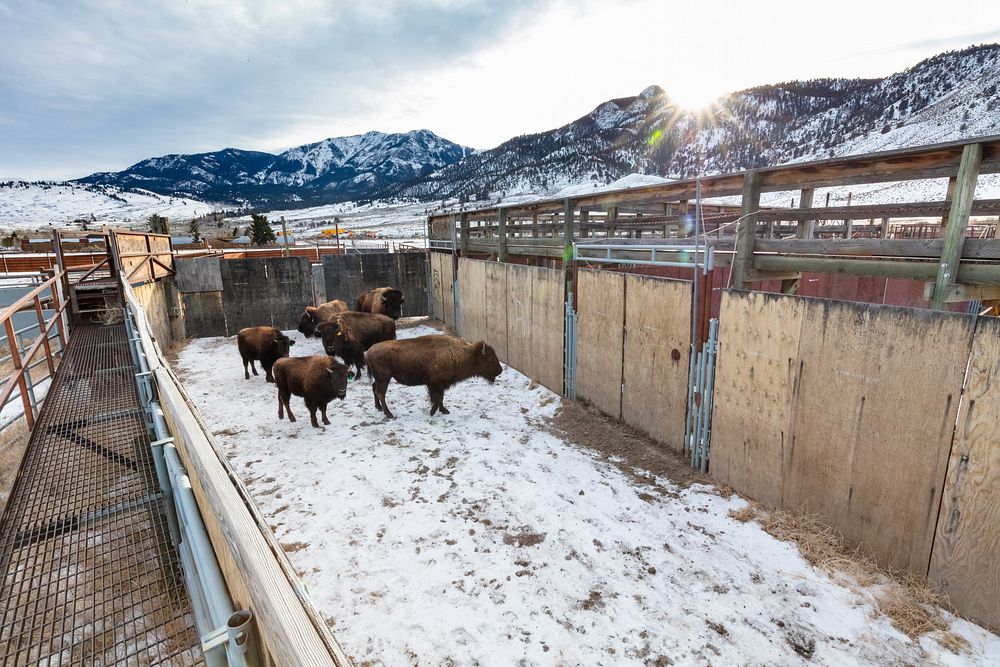 Bison in holding pens to prepare for transfer to Fort Peck Indian ReservationNPS / Jacob W. Frank
