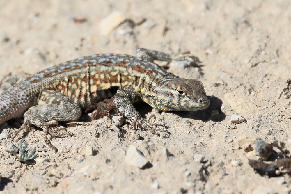 Common side-blotched lizardThe Common side-blotched lizard (Uta stansburiana) who calls the Carrizo Plain National Monument…