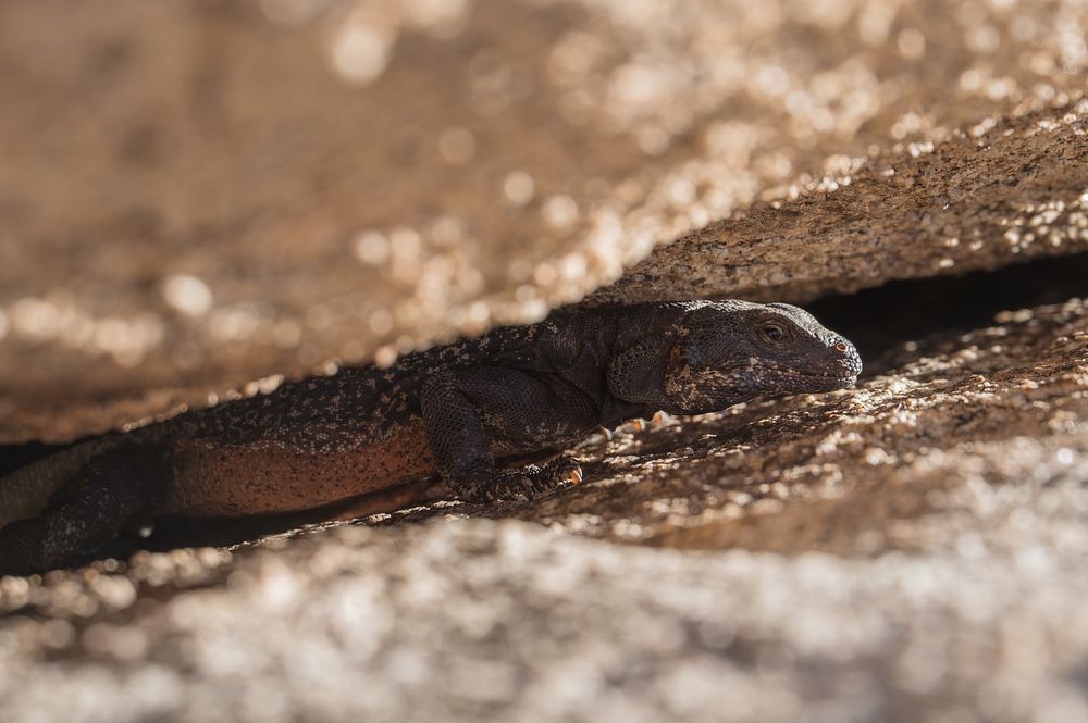Chuckwalla in a CreviceEven as the largest lizard in Joshua Tree, the common chuckwalla (Sauromalus ater) is not immune to…