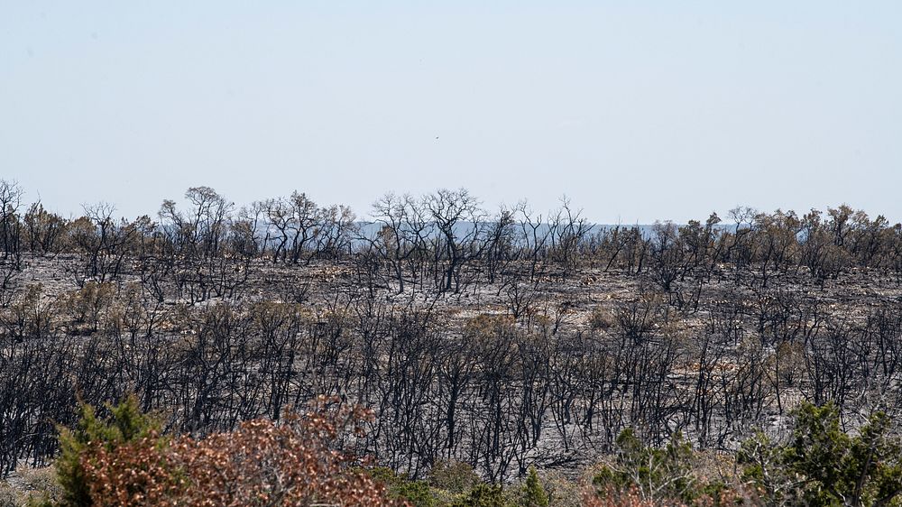 A hillside of burned trees and shrubs from the Das Goat Fire, south of Medina Lake and West of San Antonio, TX, on April 2…
