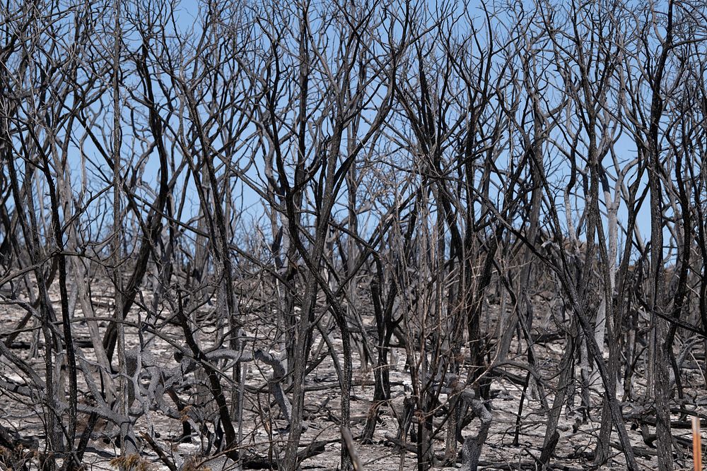 The Das Goat Fire charred trees and shrub, in a residential area, near Mico, TX, south of Medina Lake and West of San…