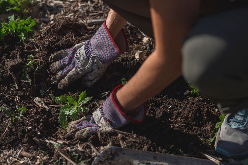 Plant Restoration.