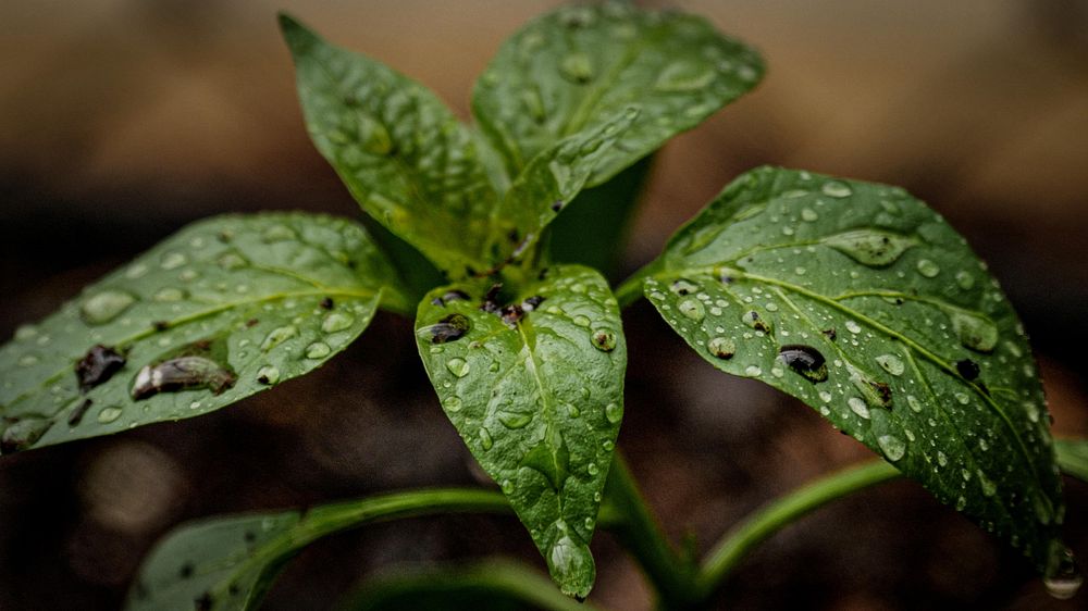 Vegetable garden, sprout. 