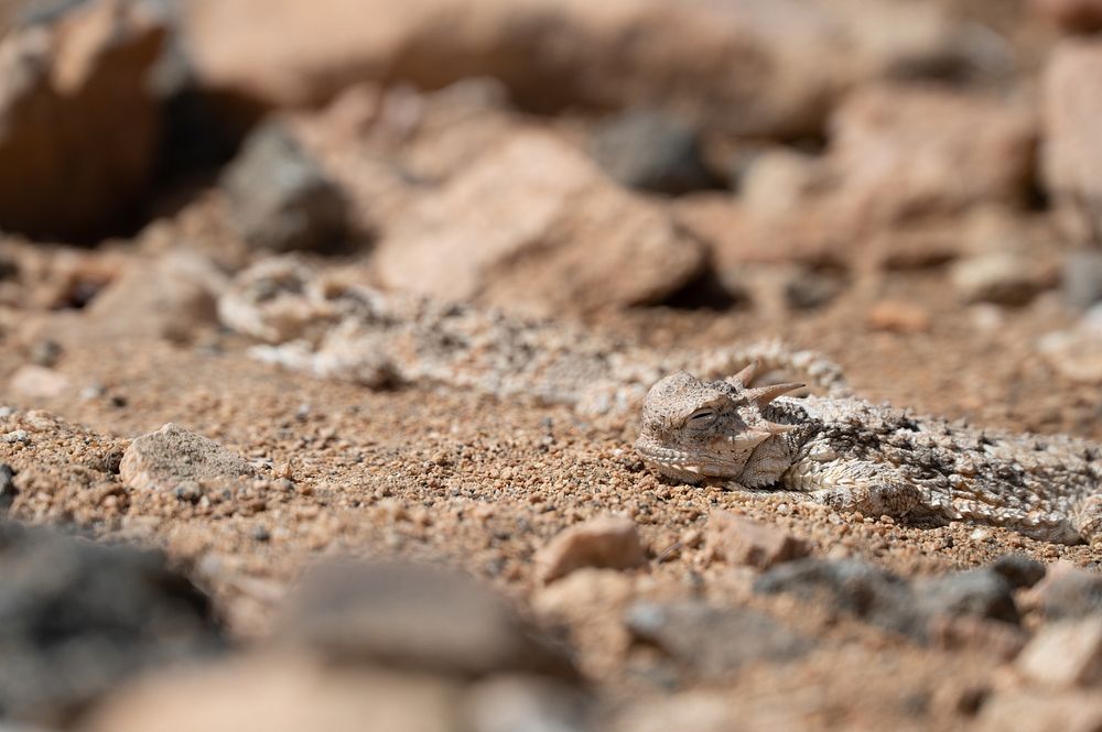Southern Desert Horned LizardsTwo southern desert horned lizards (Phrynosoma platyrhinos calidiarum) basking in the…