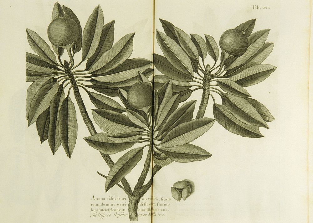 Nispero, naseberry or sappatilla tree =: AnonCollection: Images from the History of Medicine (IHM) Alternate Title(s):…