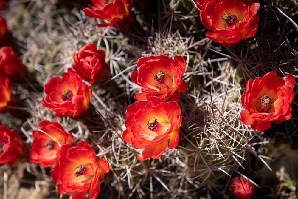 Mojave mound cactus flower