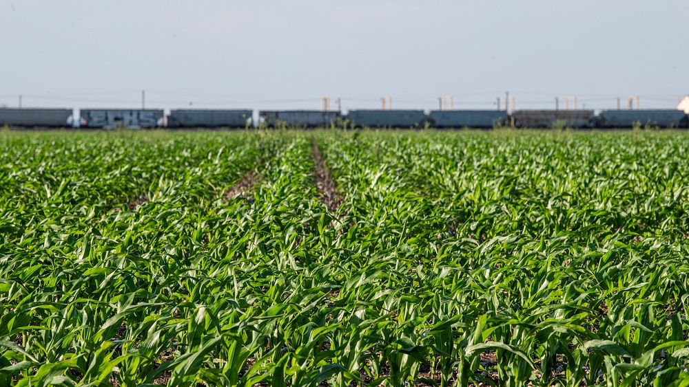 Corn field in Hondo. Original public domain image from Flickr