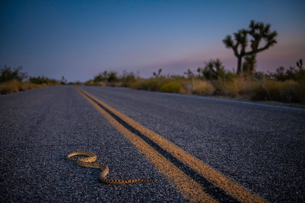 Gopher snake on road