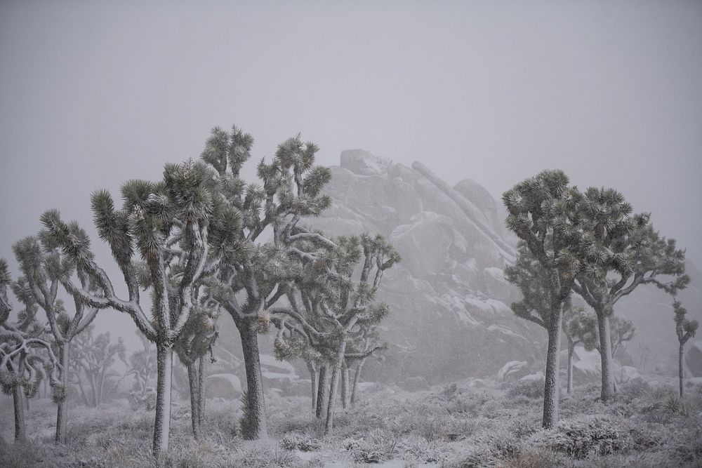 Park Boulevard in the snow