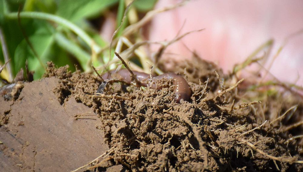 Earthworm found in the soil. Original public domain image from Flickr