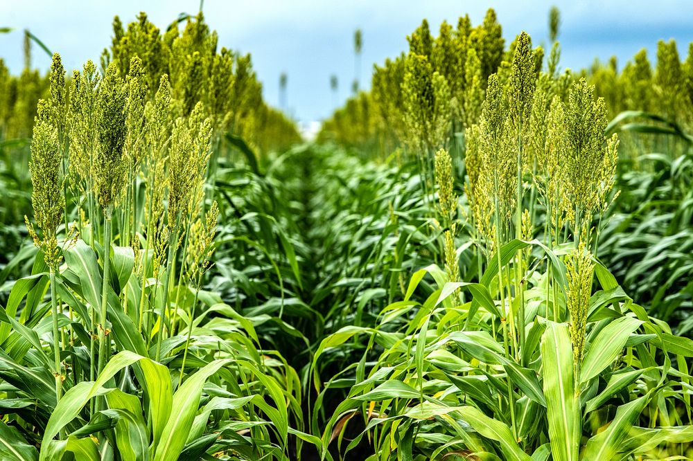 Farm fields, row crop. Original public domain image from Flickr