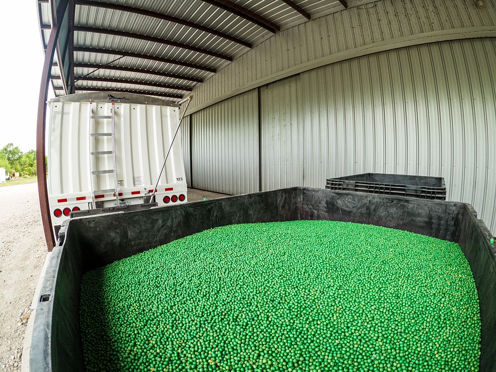 Soybean seeds, farming operation process. Original public domain image from Flickr