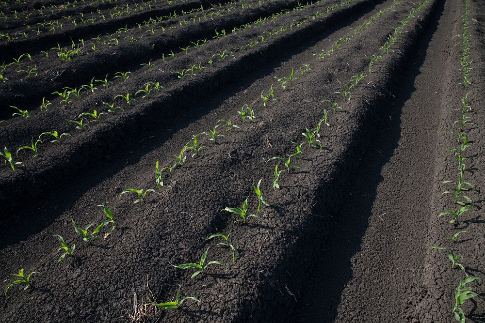 Corn sprouts on raised beds. Original public domain image from Flickr