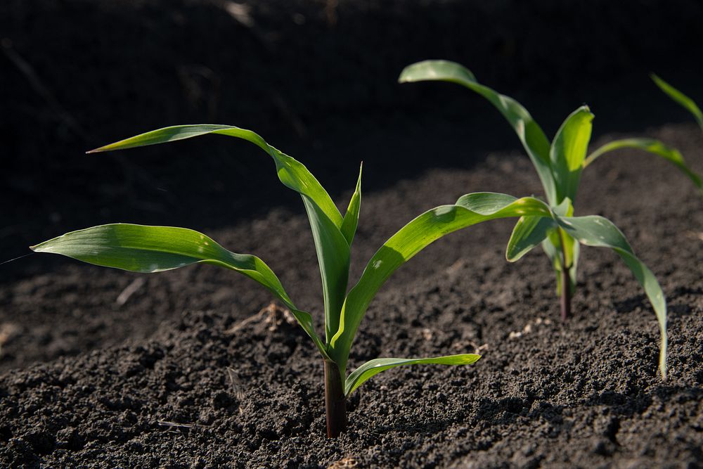 Corn sprouts on raised beds. Original public domain image from Flickr