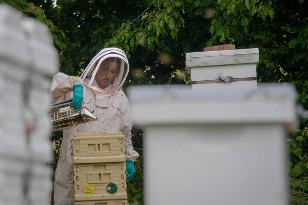 Katy Ehmann harvests honey from her bee hives in West River, Maryland, June 12, 2021. (Photo by Preston Keres) Original…