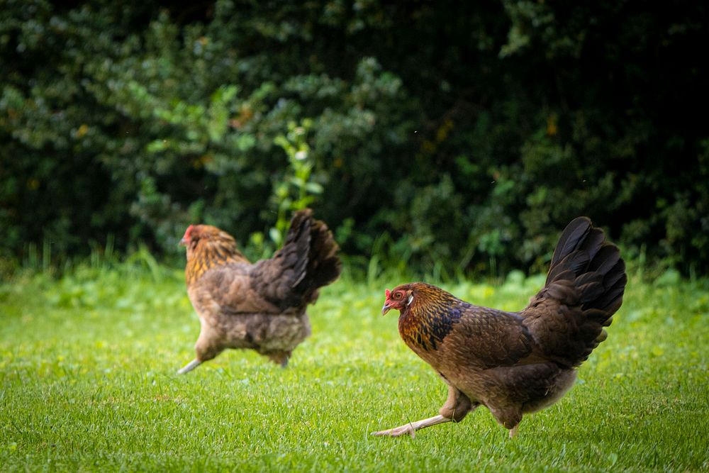 Running hen, free range chicken. Original public domain image from Flickr