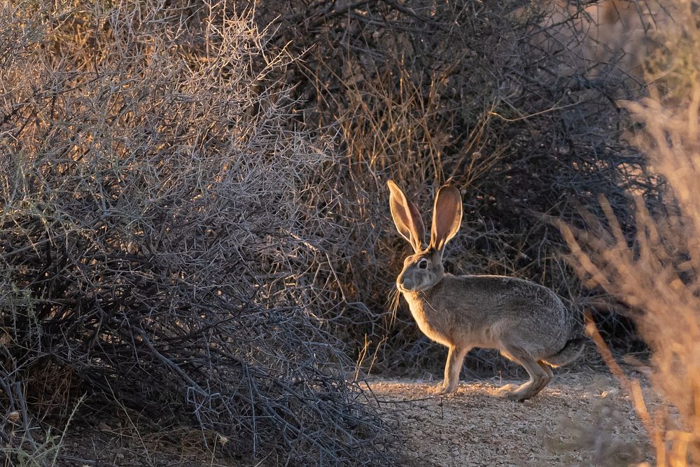 Black-tailed jackrabbit