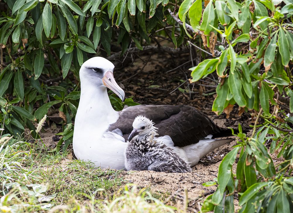 Laysan Albatross, seabird, wildlife. Original public domain image from Flickr