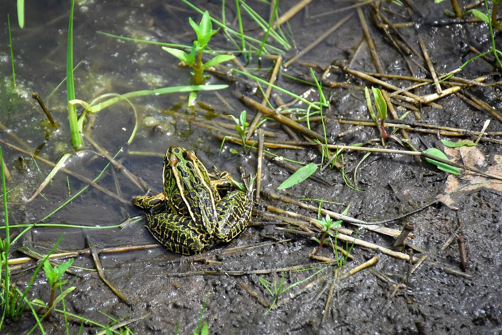 Frog, muddy swamp, wildlife. Original public domain image from Flickr