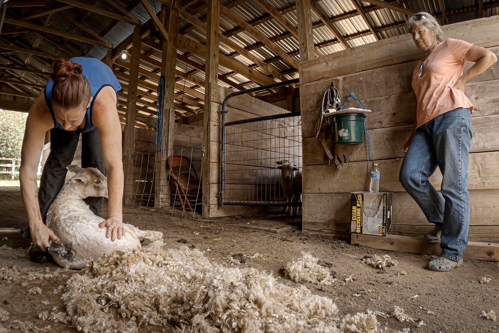 Emily Chamelin shears Carolann McConaugh&rsquo;s Leicester Long Wool Sheep at Stillpoint Farm in Mt. Airy, Maryland. June…