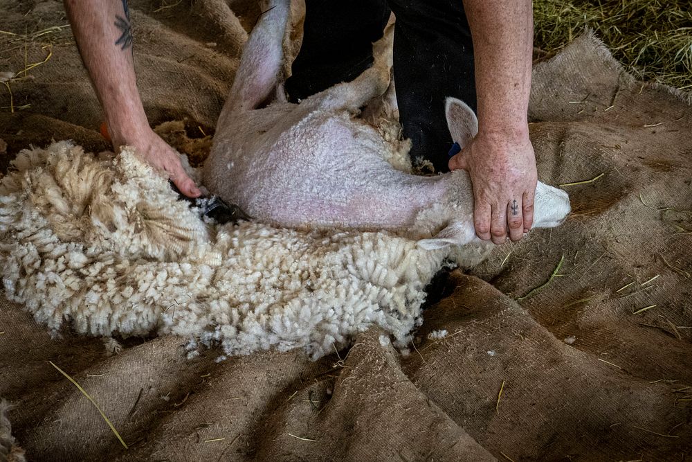 Sheep shearing, woolen fleece. Original public domain image from Flickr