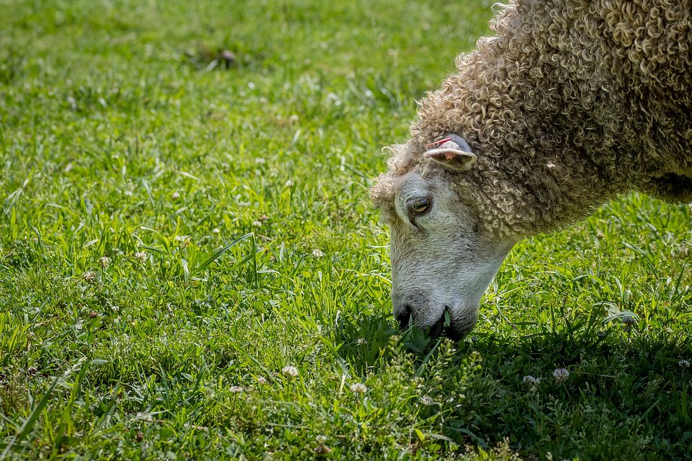 Hungry sheep, farm animal. Original public domain image from Flickr