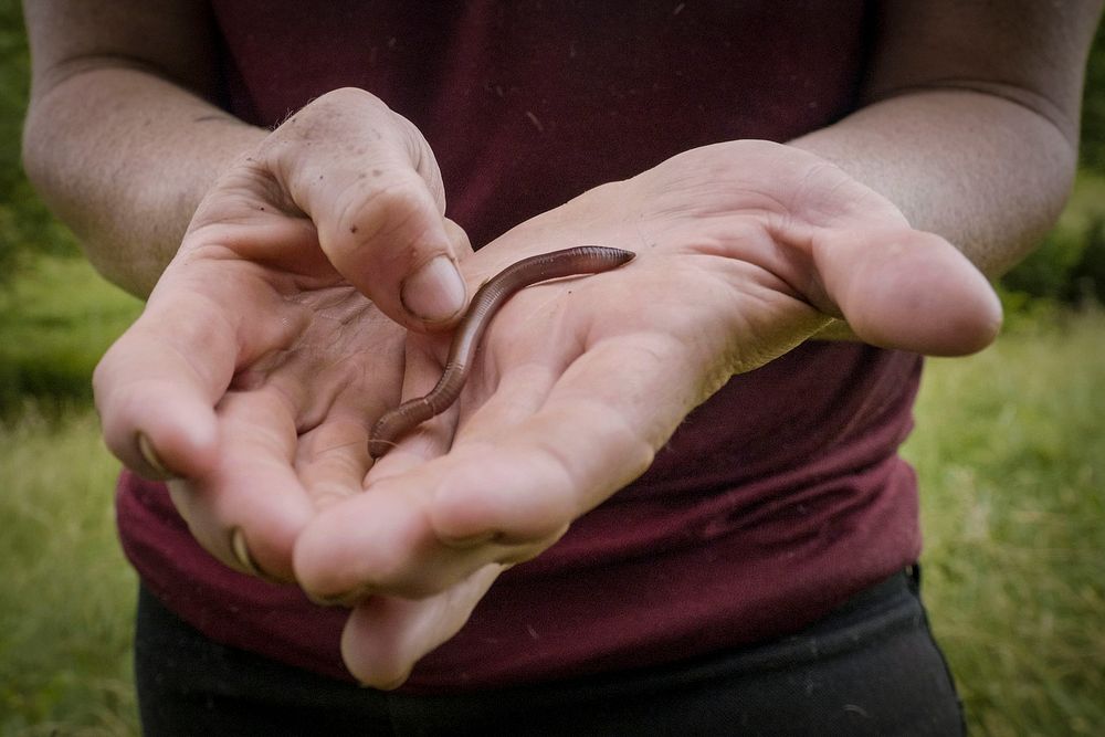 Earthworm on human hand. Original public domain image from Flickr