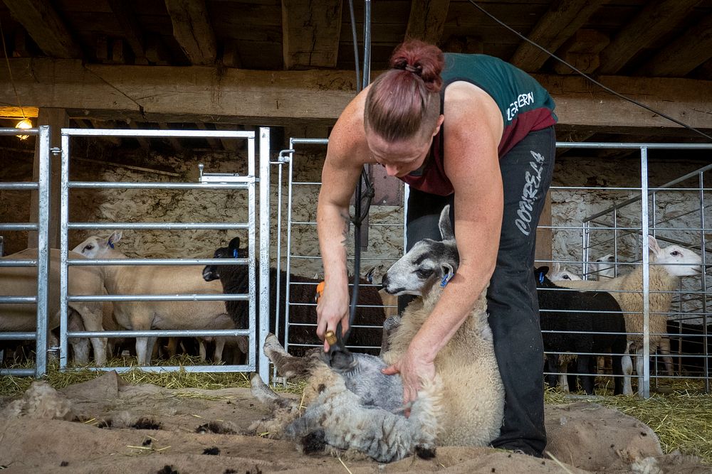 Emily Chamelin shearing and vaccinating sheep on farm in Westminster, Maryland, June 19, 2021. (USDA/FPAC photo by Preston…