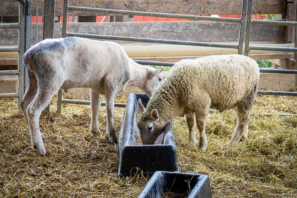 Hungry sheep, farm animal. Original public domain image from Flickr