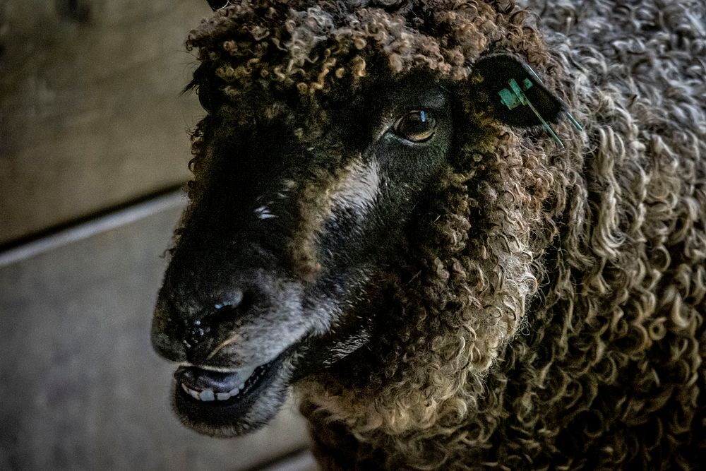 Black sheep, farm animal portrait. Original public domain image from Flickr