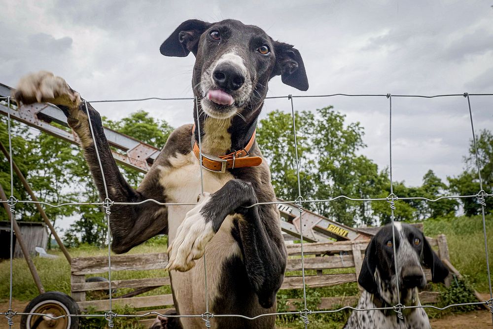 Happy farm dogs, pet. Original public domain image from Flickr