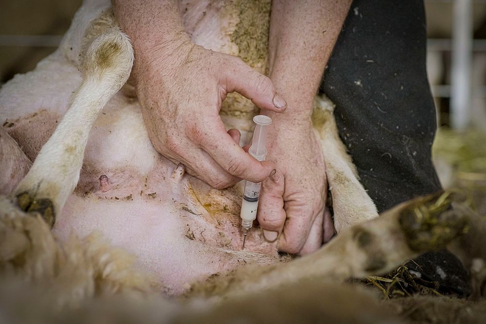 Farm animal vaccine, sheep. Original public domain image from Flickr