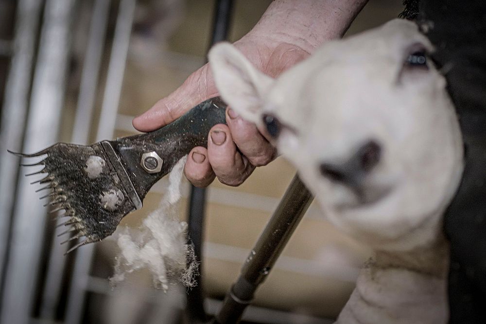 Sheep shearer, cutting wool. Original public domain image from Flickr