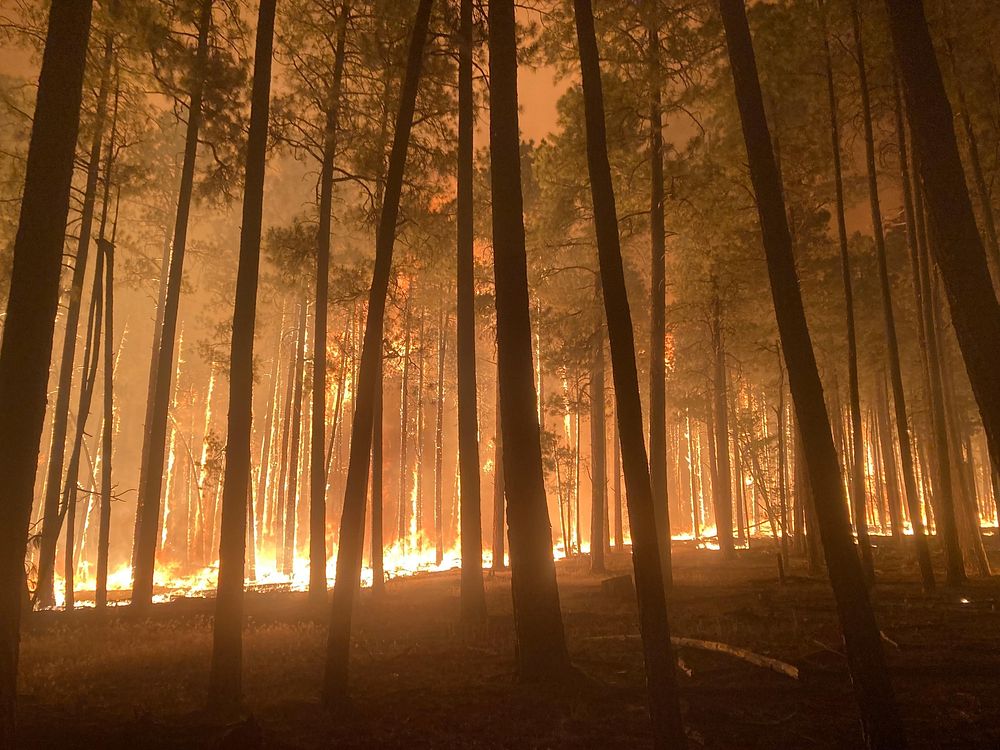 Forest fire, natural disasters. Original public domain image from Flickr