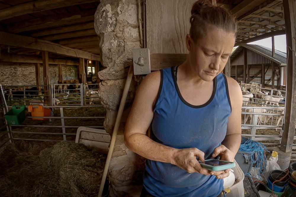 Emily Chamelin, professional sheep shearer, using phone. Westminster, Maryland, June 23, 2021. (USDA/FPAC photo by Preston…