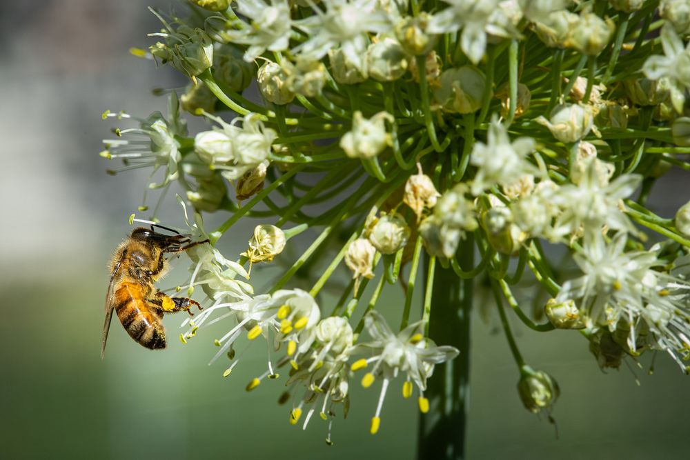 A western honey bee (Apis mellifera) gathers pollen on onion flowers in Boise, Idaho. Original public domain image from…