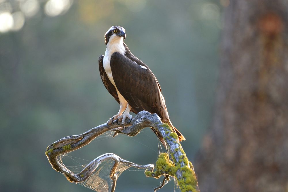 Osprey, wild bird. Original public domain image from Flickr