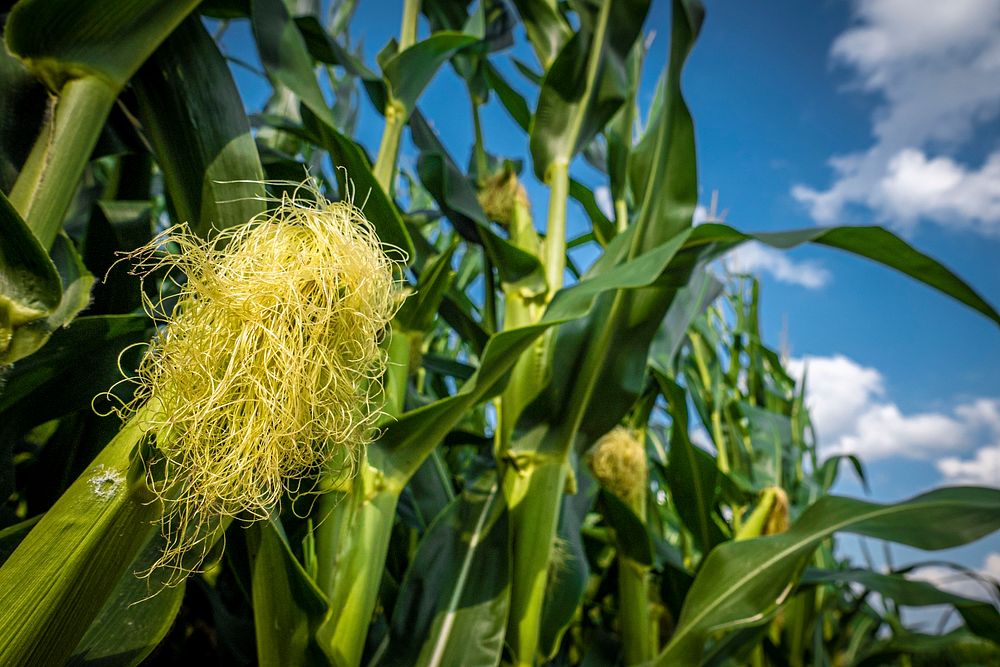 Corn silk field. Original public domain image from Flickr