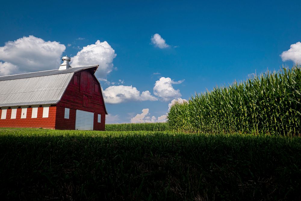 Red Barn Corn Field. Original 