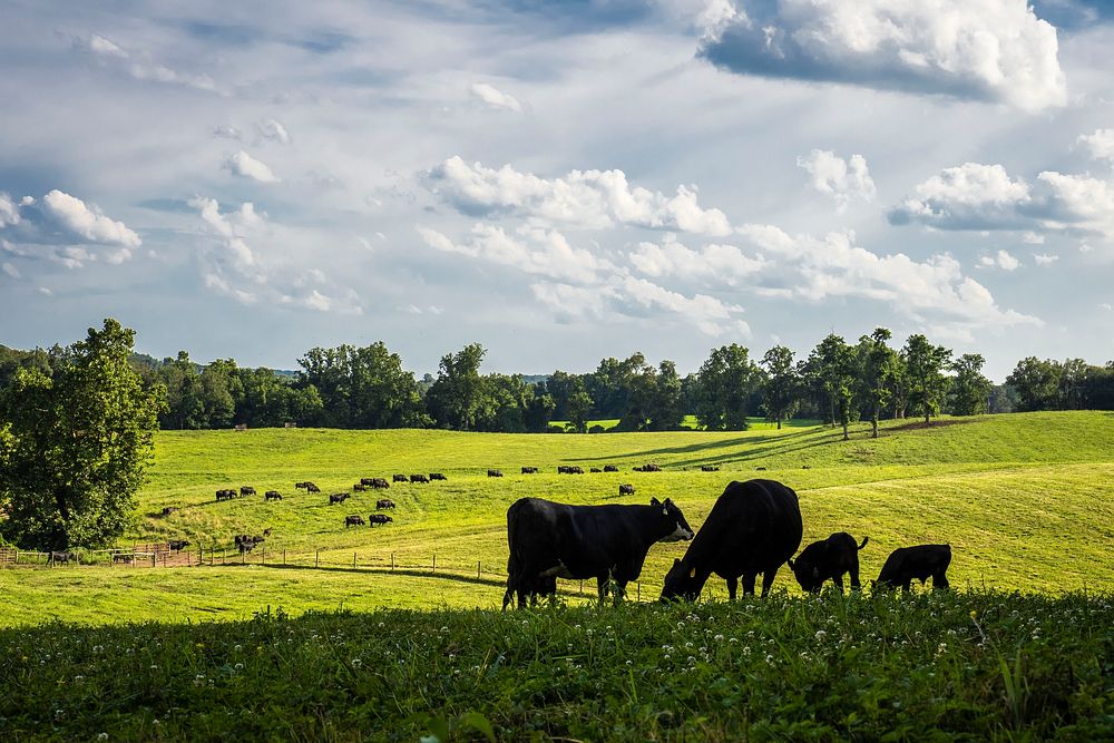 Black Angus graze, beef cattle. Original public domain image from Flickr