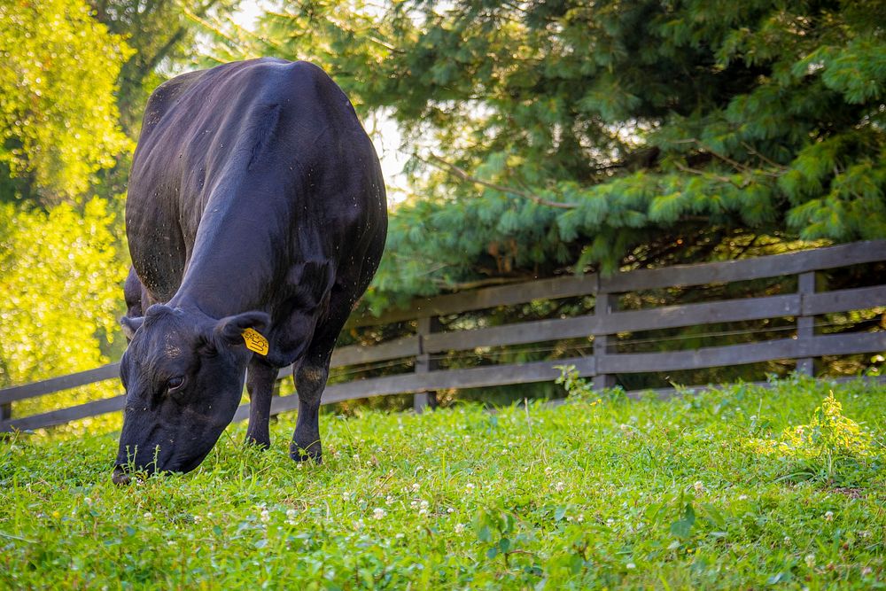 Black Angus graze, livestock. Original public domain image from Flickr