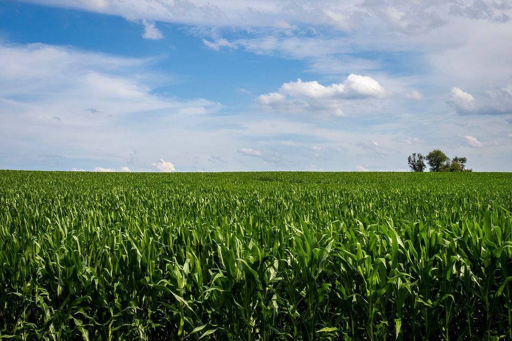 Aesthetic cornfield scenic. Original public domain image from Flickr