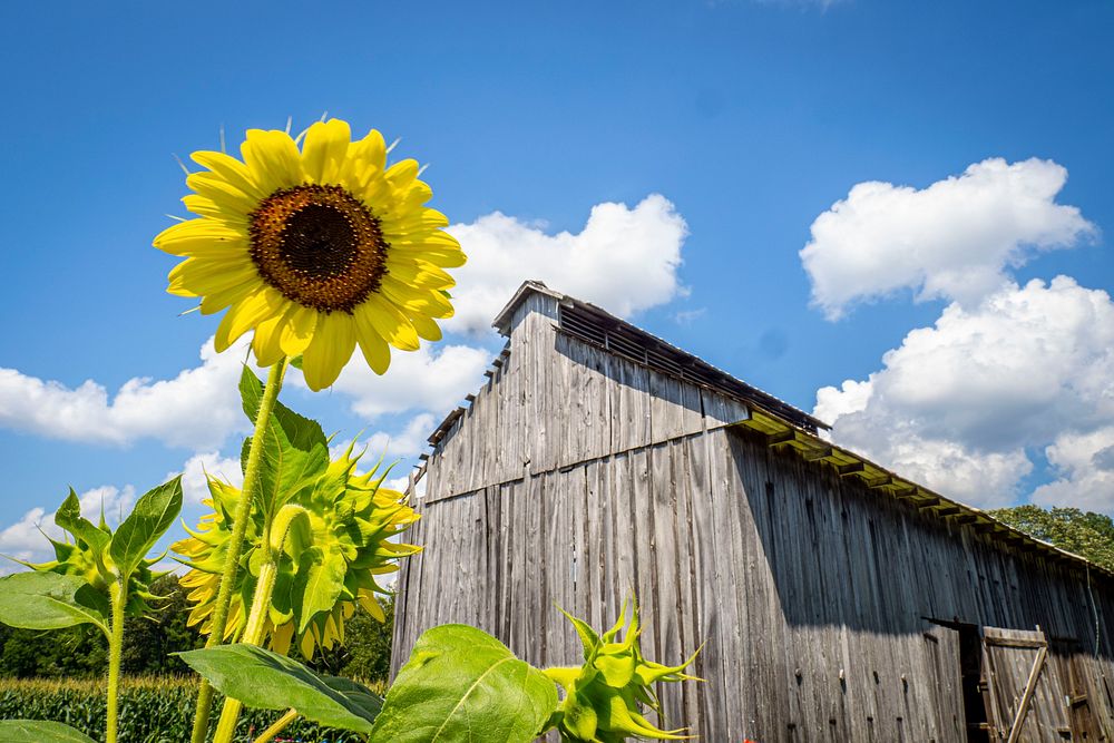 Sunflower, farm barn. Original public domain image from Flickr