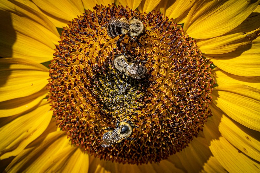 Bees pollinate sunflowers. Original public domain image from Flickr