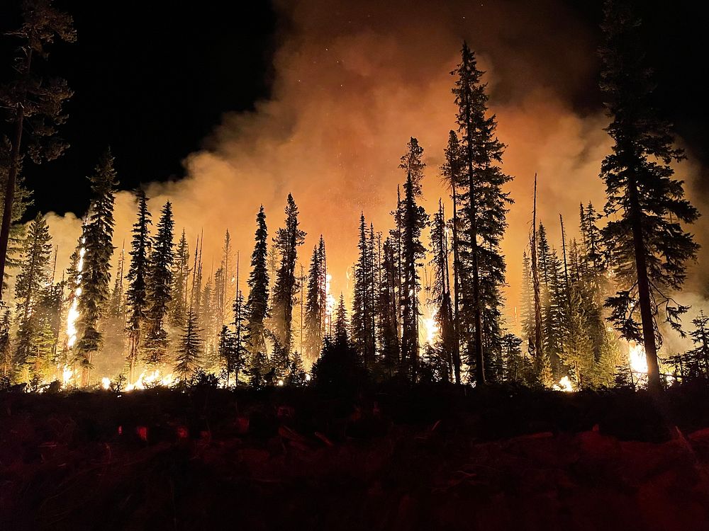 Forest burning at night. Original public domain image from Flickr
