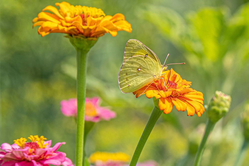 Cloudless sulphur butterfly pollinating flower. Original public domain image from Flickr